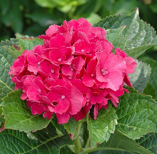 Гортензия крупнолистная Мася